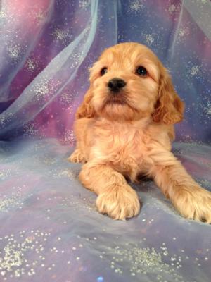 Male Cockapoo Puppy for sale #1 Born 9-14-13  Cockapoo Breeder in Iowa located for easy pickup. Wisconsin, Illinois, and Minnesota are welcome to Pickup here!